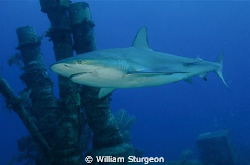 Caribbean Reef Shark Circling the Stacks on a Wreck by William Sturgeon 